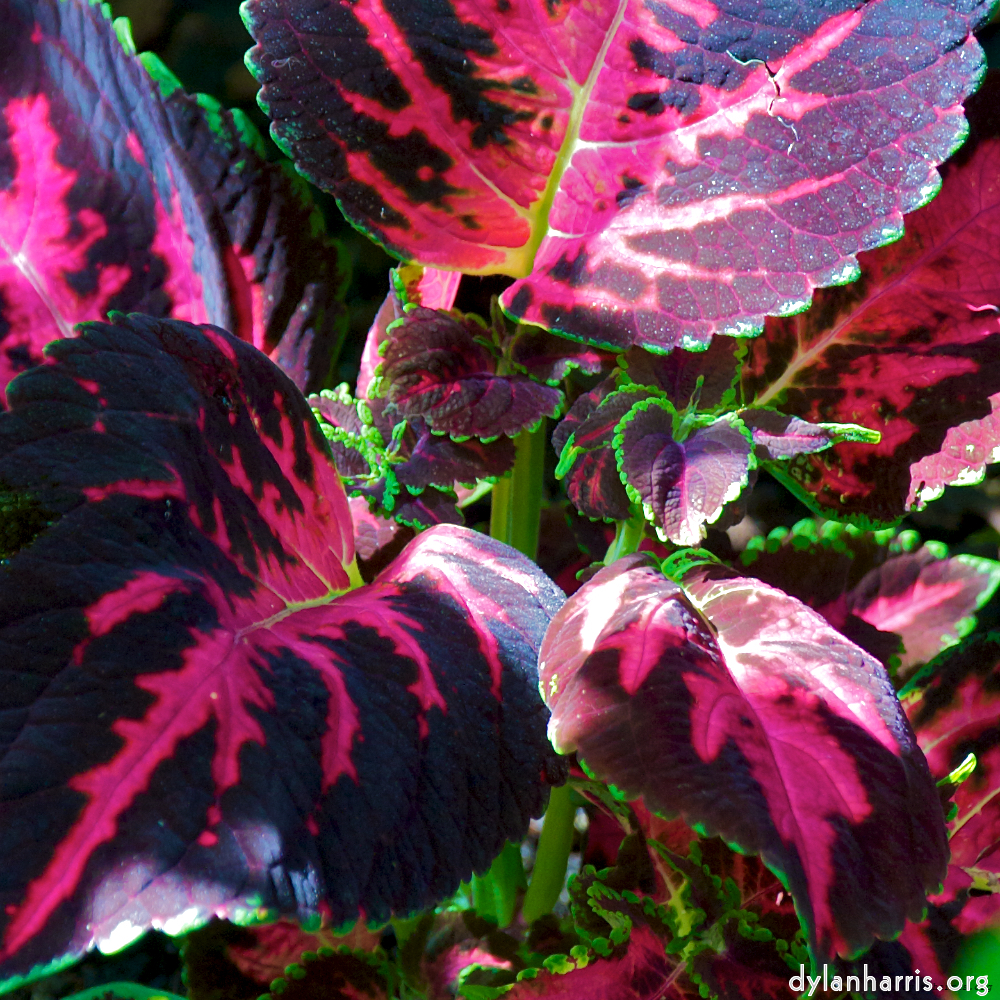 Image 'dublin (xii) 6'.