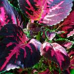 Sixth image from the photoset 'dublin (xii)'.