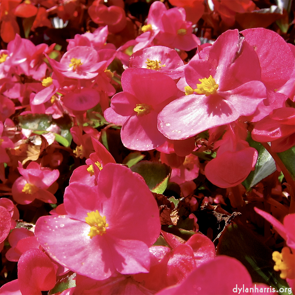 Image: Image 'escher blummen (lxix) 1'.