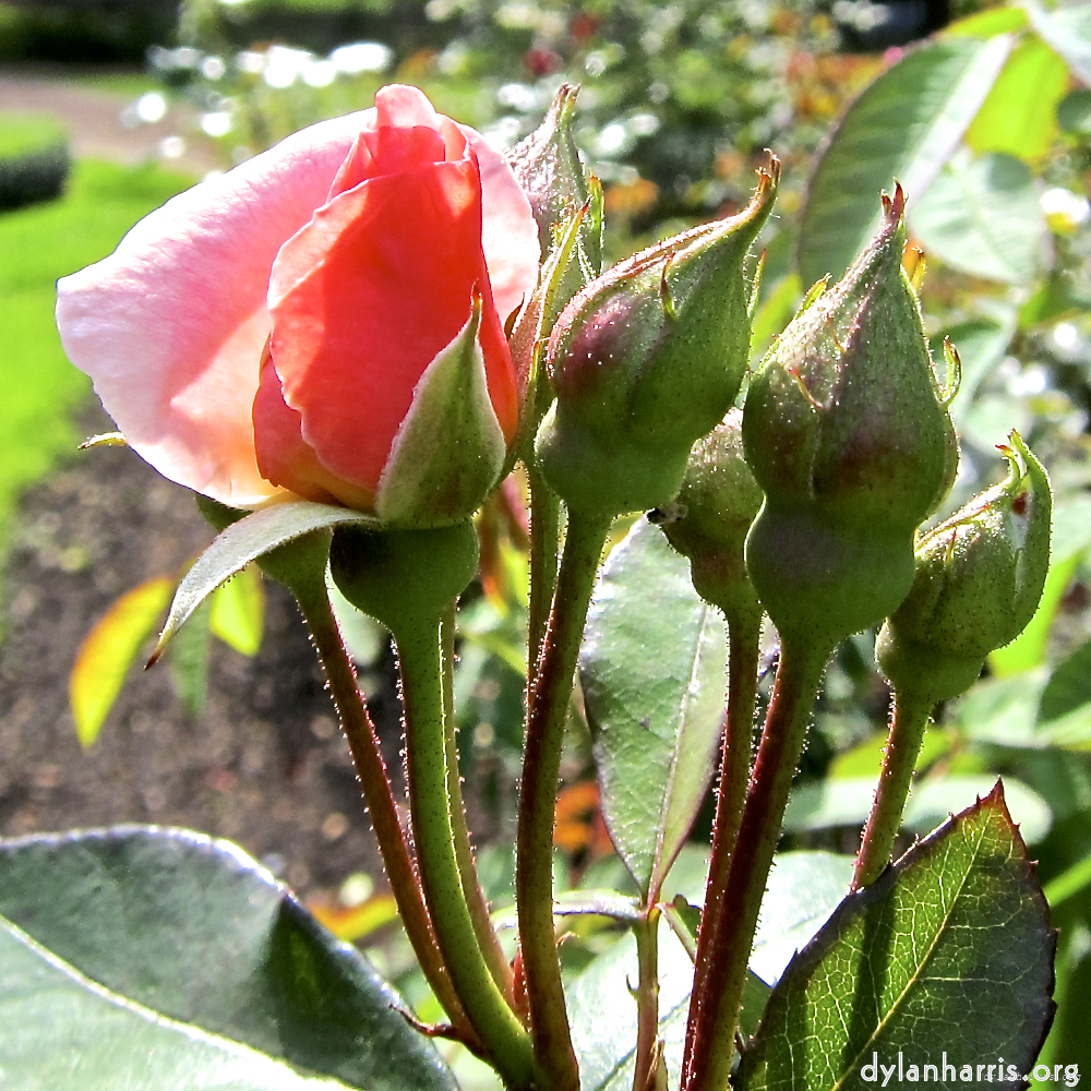 Image: Image 'escher blummen (lxix) 10'.