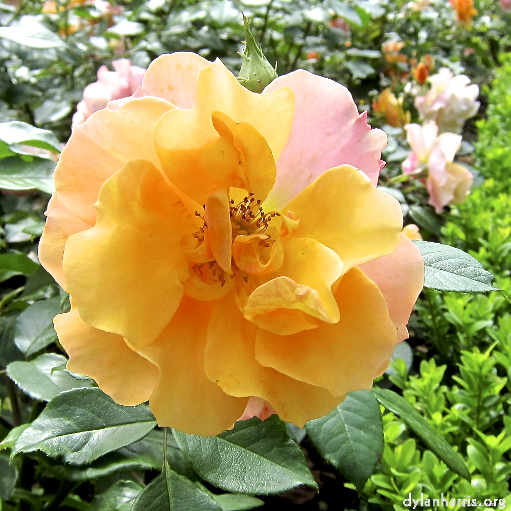 Image: Image 'escher blummen (lxix) 4'.