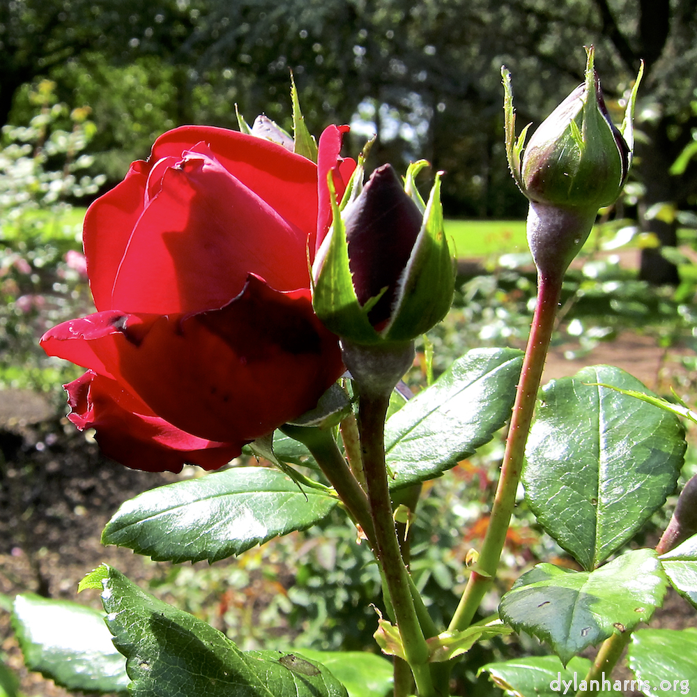 Image: Image 'escher blummen (lxix) 7'.