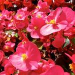 Image: First image from the photoset 'escher blummen (lxix)'.