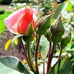 Image: Tenth image from the photoset 'escher blummen (lxix)'.