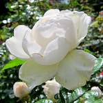 Image: Second image from the photoset 'escher blummen (lxix)'.