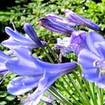 Image: Sixth image from the photoset 'escher blummen (lxix)'.