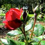 Image: Seventh image from the photoset 'escher blummen (lxix)'.