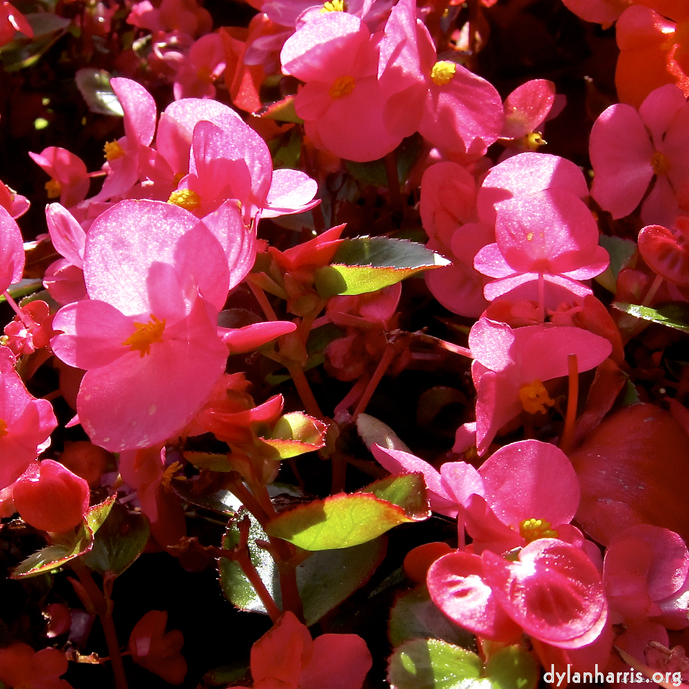 Image: Image 'escher blummen (lxx) 1'.