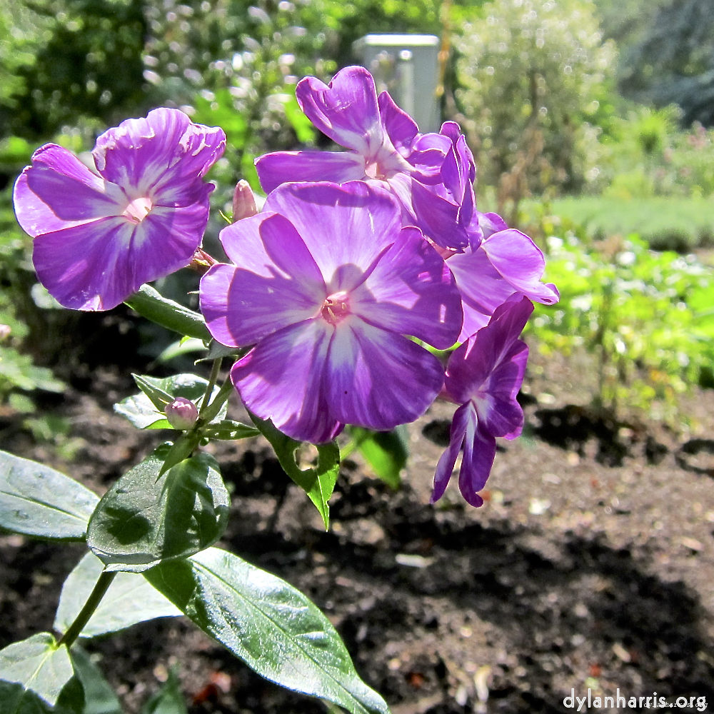 Image: Image 'escher blummen (lxx) 3'.