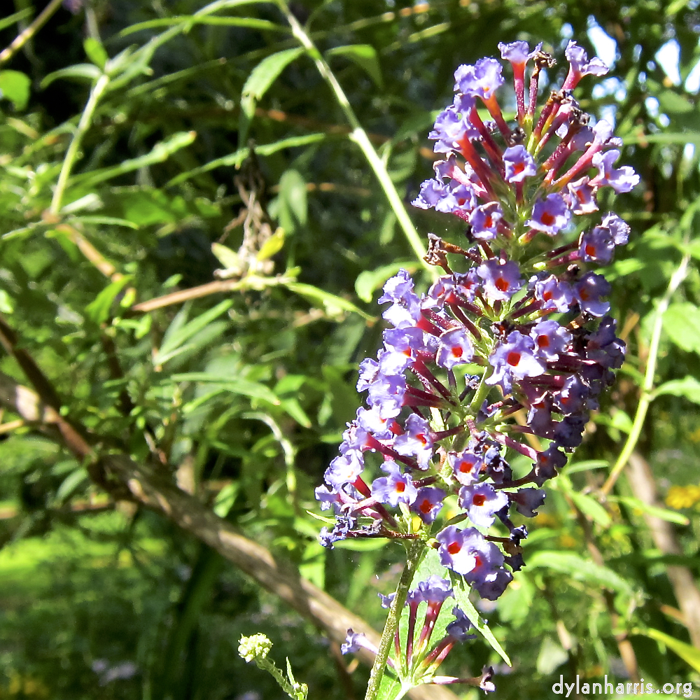 Image: Image 'escher blummen (lxx) 8'.