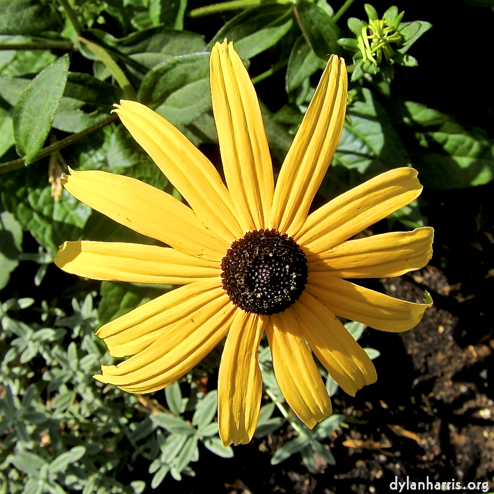 image: This is &lsquo;escher blummen (lxx) 9&rsquo;.