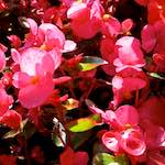 Image: First image from the photoset 'escher blummen (lxx)'.