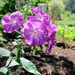 Image: Third image from the photoset 'escher blummen (lxx)'.