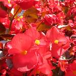 Image: Seventh image from the photoset 'escher blummen (lxx)'.