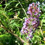 Image: Eighth image from the photoset 'escher blummen (lxx)'.