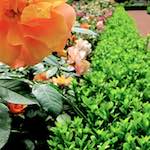 Image: Third image from the photoset 'parc (xx)'.