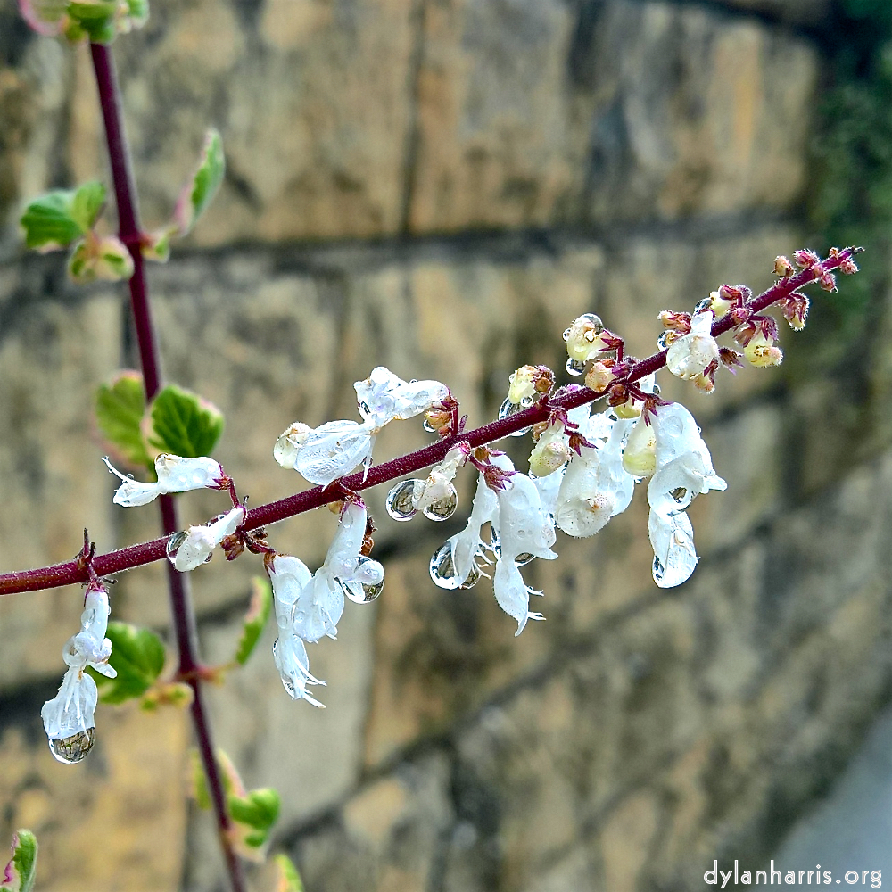 image: This is &lsquo;escher blummen (cxxxix) 2&rsquo;.