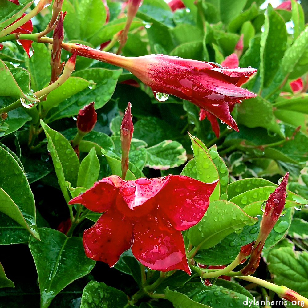 image: This is &lsquo;escher blummen (cxxxix) 3&rsquo;.