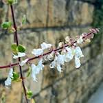 image: Image from the photoset &lsquo;escher blummen (cxxxix)&rsquo;.