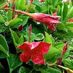 image: Image from the photoset &lsquo;escher blummen (cxxxix)&rsquo;.