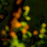 Image: First image from the photoset 'parc (xxvi)'.