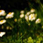 Image: Third image from the photoset 'parc (xxvi)'.