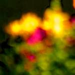 Image: Fifth image from the photoset 'parc (xxvi)'.