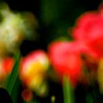 Image: Fifth image from the photoset 'parc (xxviii)'.