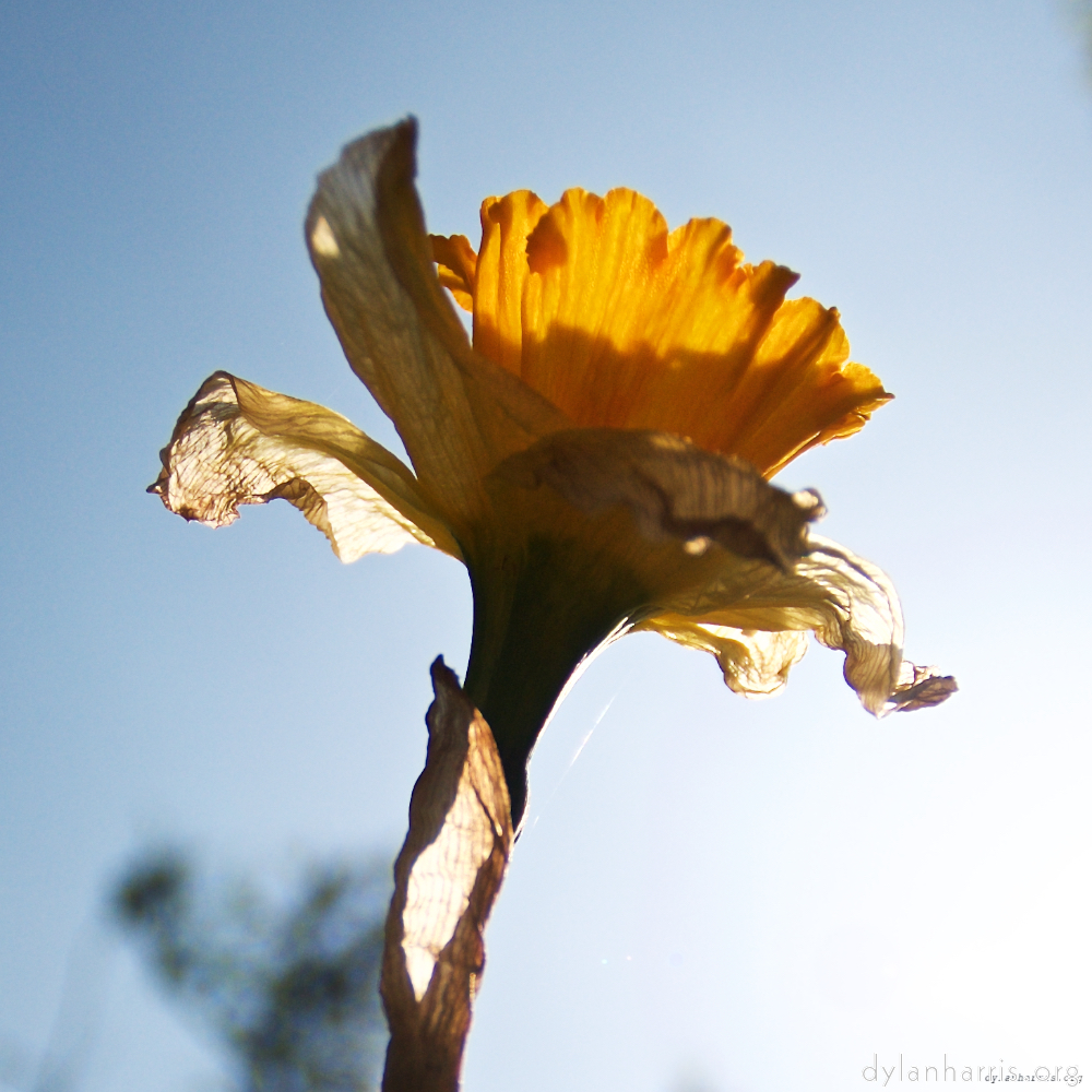 Image: Image 'escher blummen (lxxxiv) 1'.