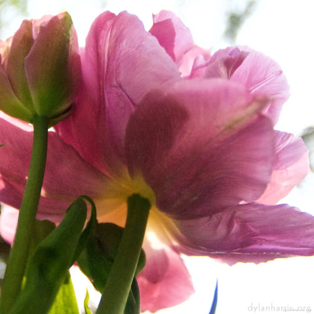 Image: Image 'escher blummen (lxxxiv) 2'.