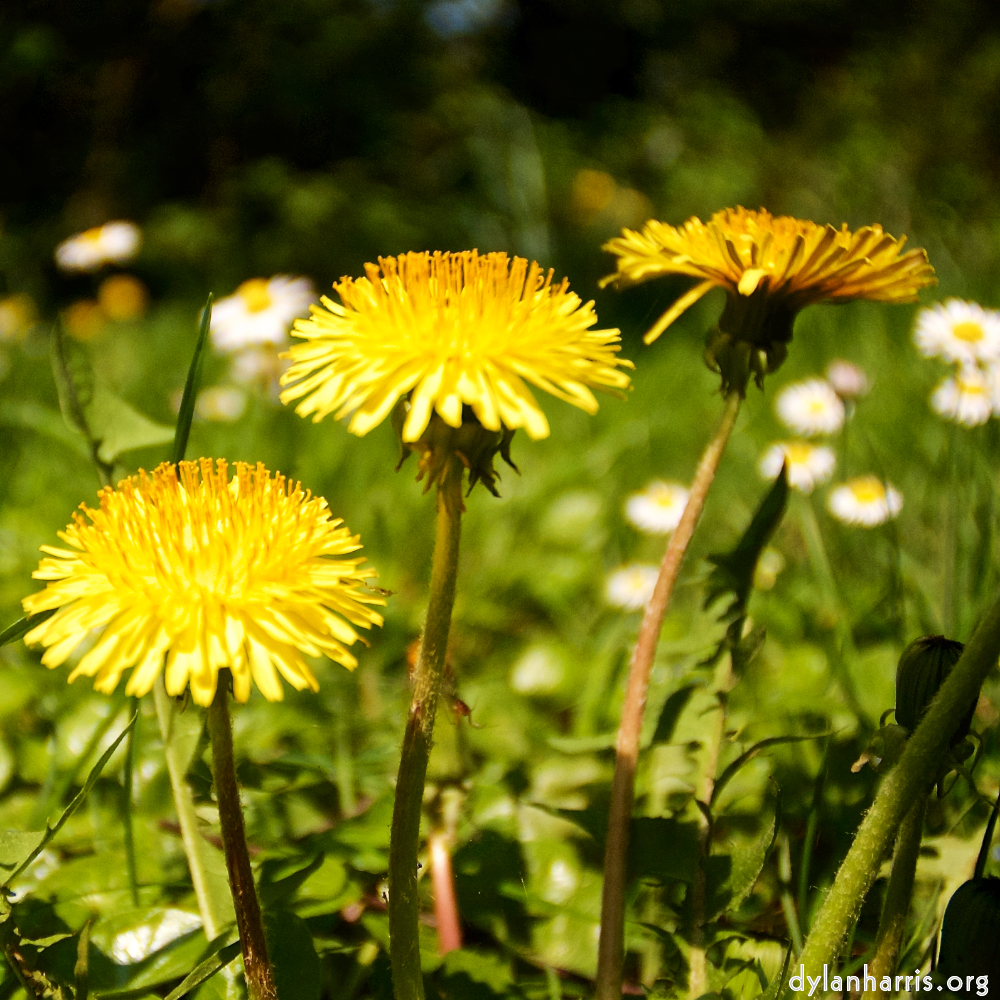 Image: Image 'escher blummen (lxxxiv) 4'.