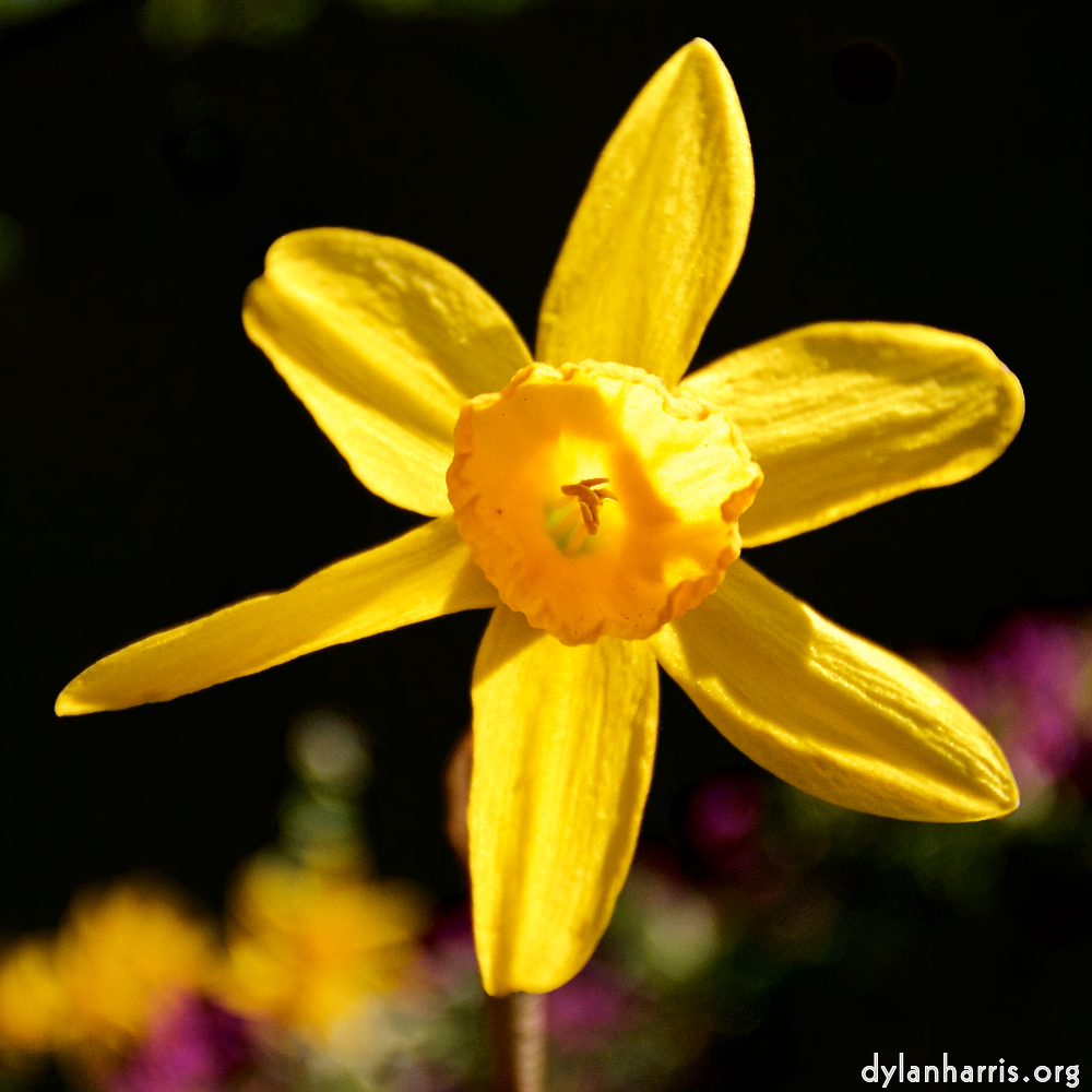 image: This is &lsquo;escher blummen (lxxxiv) 5&rsquo;.