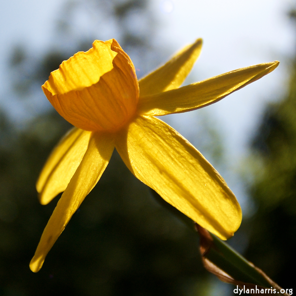 image: This is &lsquo;escher blummen (lxxxiv) 6&rsquo;.