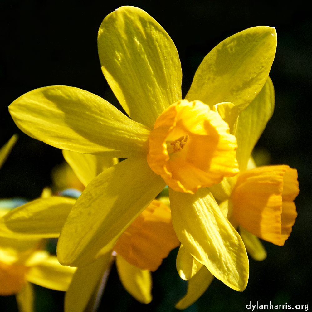 Image: Image 'escher blummen (lxxxiv) 8'.