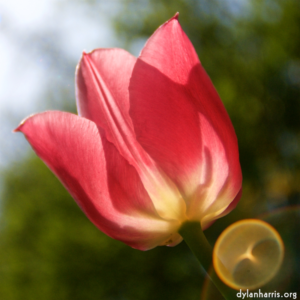 Image: Image 'escher blummen (lxxxiv) 9'.