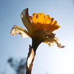 Image: First image from the photoset 'escher blummen (lxxxiv)'.