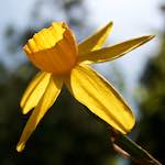 Image: Sixth image from the photoset 'escher blummen (lxxxiv)'.