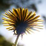 Image: Seventh image from the photoset 'escher blummen (lxxxiv)'.