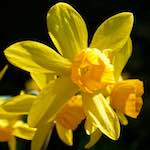 Image: Eighth image from the photoset 'escher blummen (lxxxiv)'.