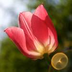 Image: Ninth image from the photoset 'escher blummen (lxxxiv)'.