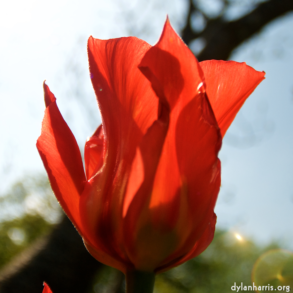 Image: Image 'escher blummen (lxxxv) 2'.