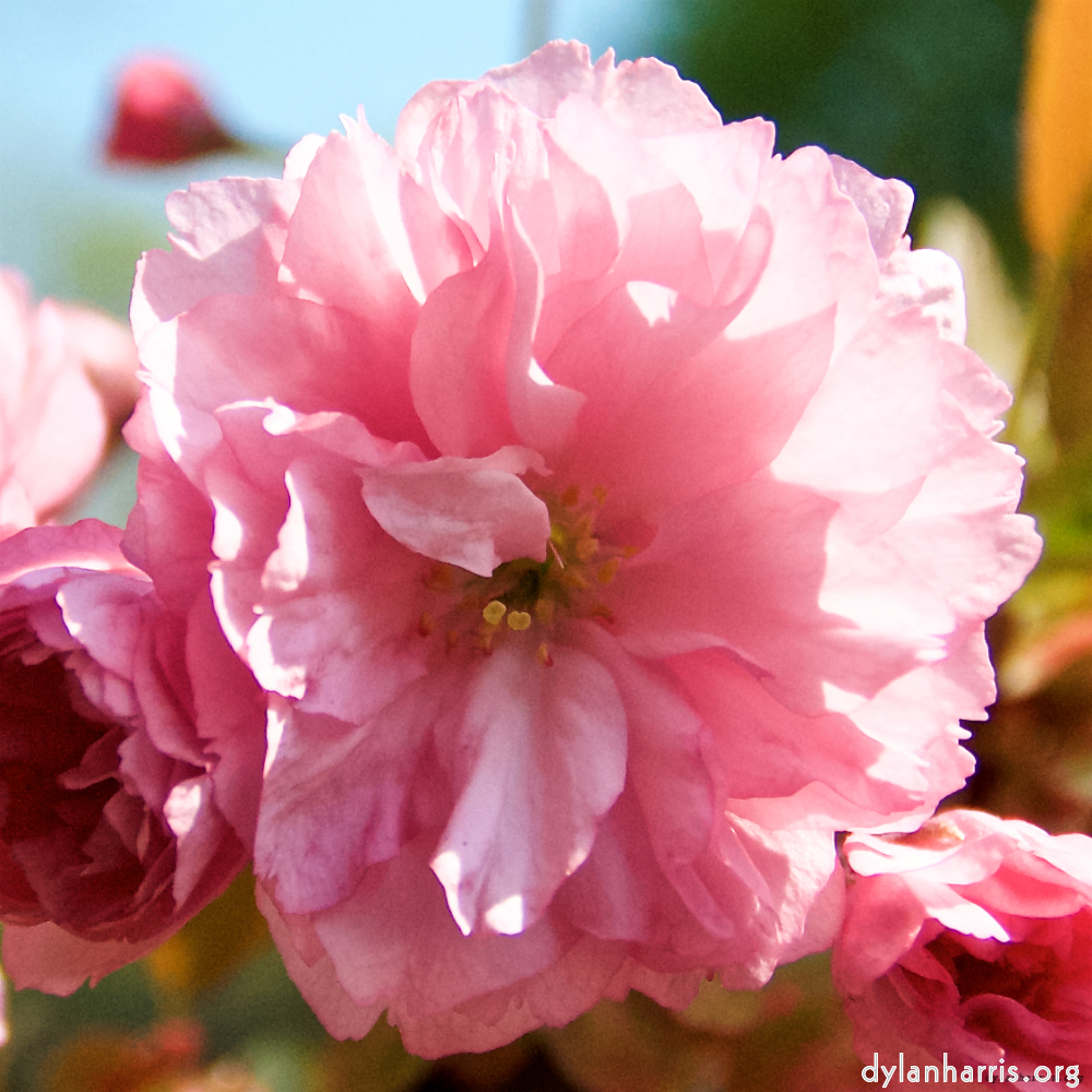 Image: Image 'escher blummen (lxxxv) 4'.