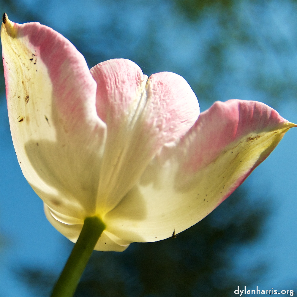 Image: Image 'escher blummen (lxxxv) 9'.