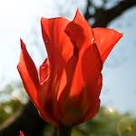 Image: Second image from the photoset 'escher blummen (lxxxv)'.