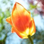 Image: Sixth image from the photoset 'escher blummen (lxxxv)'.