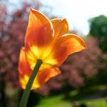 Image: Eighth image from the photoset 'escher blummen (lxxxv)'.