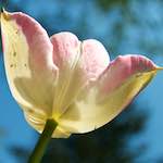 Image: Ninth image from the photoset 'escher blummen (lxxxv)'.