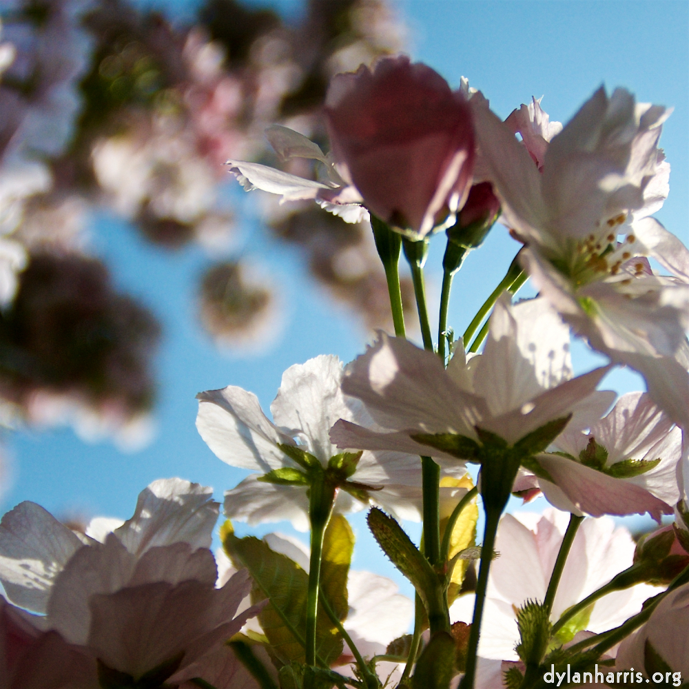 Image: Image 'escher blummen (lxxxvi) 2'.