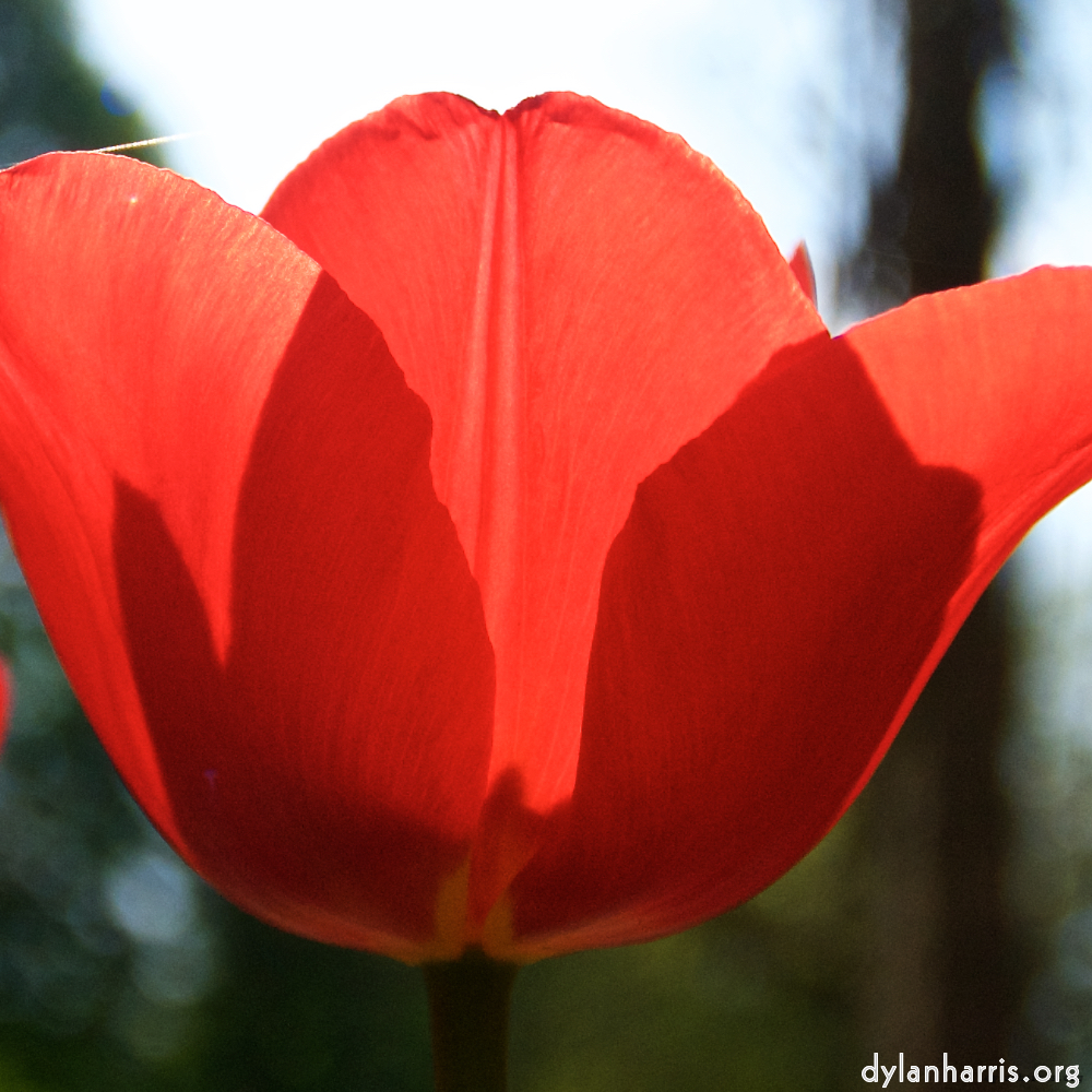 Image: Image 'escher blummen (lxxxvi) 5'.