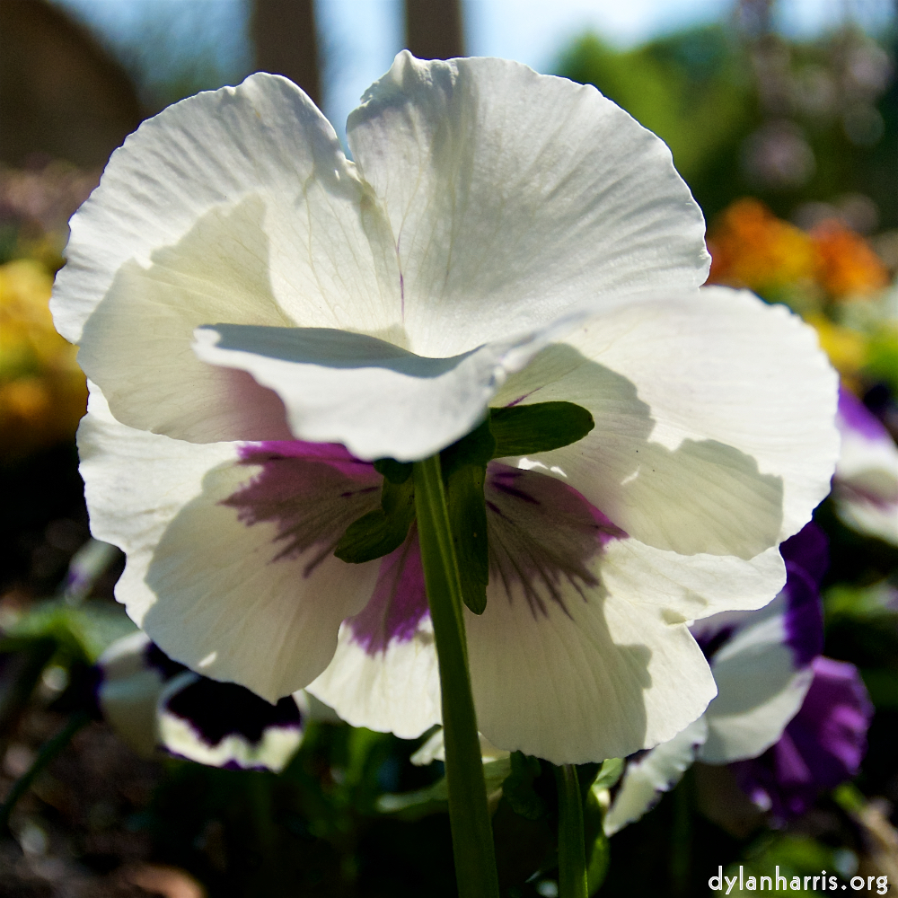 Image: Image 'escher blummen (lxxxvi) 8'.